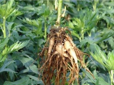 楚雄附子种植基地供应量8吨图2