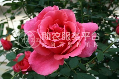 丽江月季花种植基地 供应量10株图5