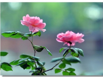 丽江月季花种植基地 供应量10株图3