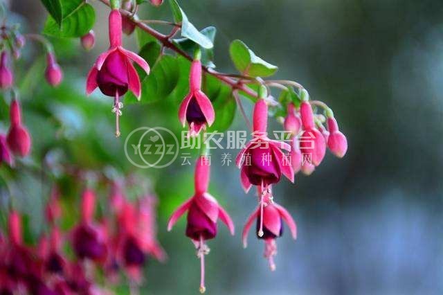 丽江灯笼花种植基地 供应量6万棵图2