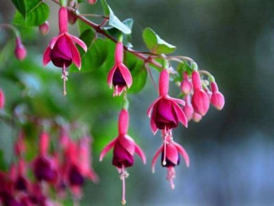 丽江灯笼花种植基地 供应量6万棵图2