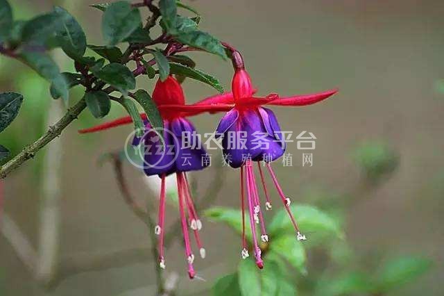 丽江灯笼花种植基地 供应量6万棵图3