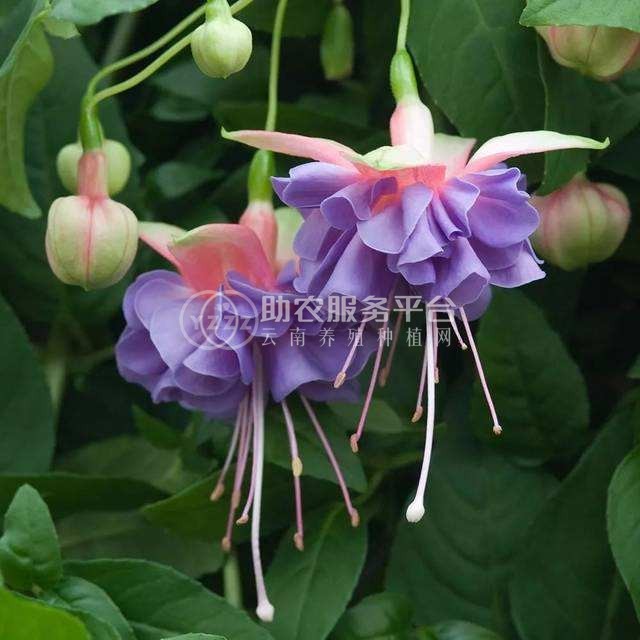 丽江灯笼花种植基地 供应量6万棵图1