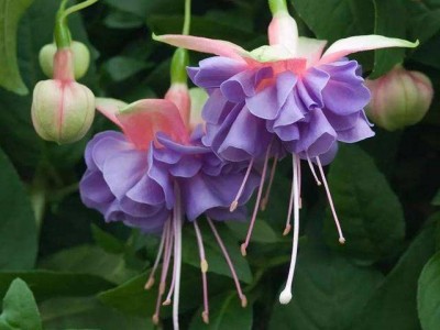 丽江灯笼花种植基地 供应量6万棵