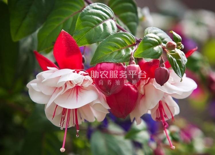 丽江灯笼花种植基地 供应量6万棵图4