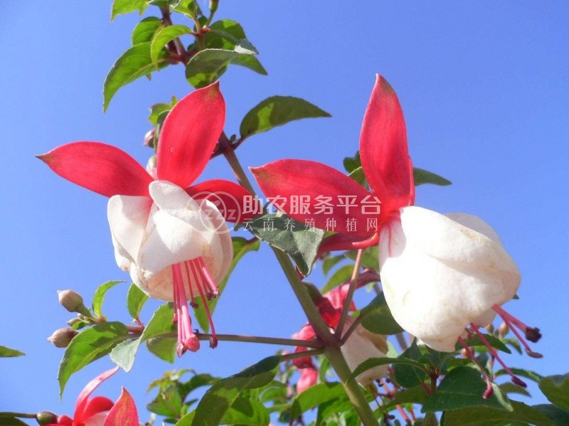 丽江灯笼花种植基地 供应量6万棵图6