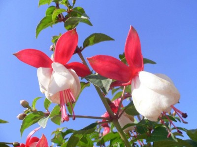 丽江灯笼花种植基地 供应量6万棵图6