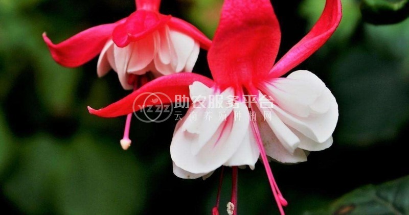 丽江灯笼花种植基地 供应量6万棵图7
