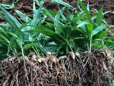 楚雄白芨种植基地供应量6吨图2