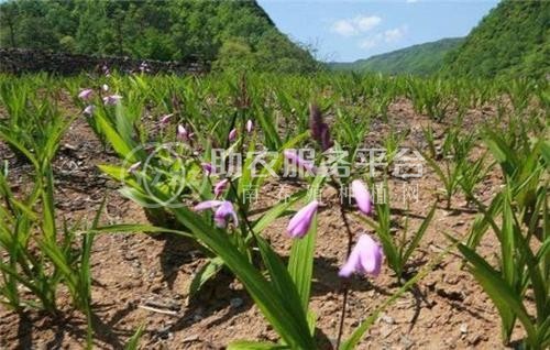 楚雄白芨种植基地供应量6吨图1