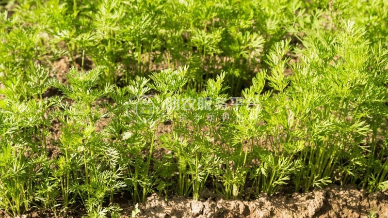 楚雄白芨种植基地供应量6吨图3