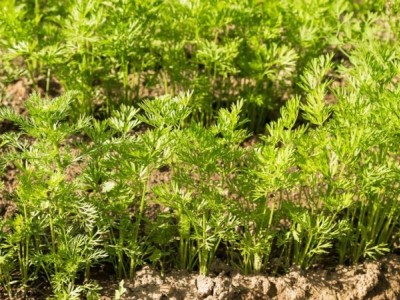 楚雄白芨种植基地供应量6吨图3