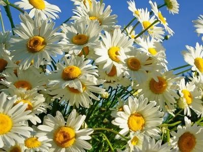 丽江菊花种植基地 供应量10万株图5