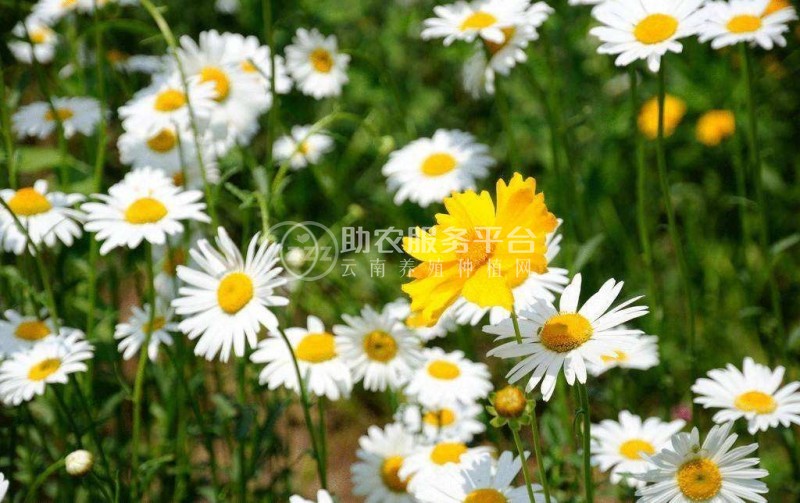 丽江菊花种植基地 供应量10万株图3