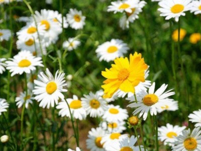 丽江菊花种植基地 供应量10万株图3