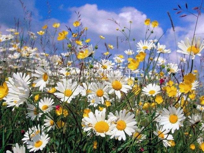 丽江菊花种植基地 供应量10万株图4