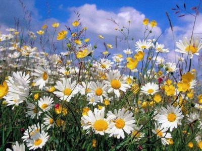 丽江菊花种植基地 供应量10万株图4