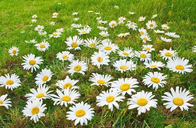 丽江菊花种植基地 供应量10万株图2