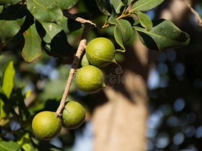 楚雄坚果种植基地供应量8吨图4