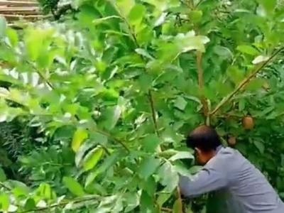 楚雄坚果种植基地供应量8吨图2