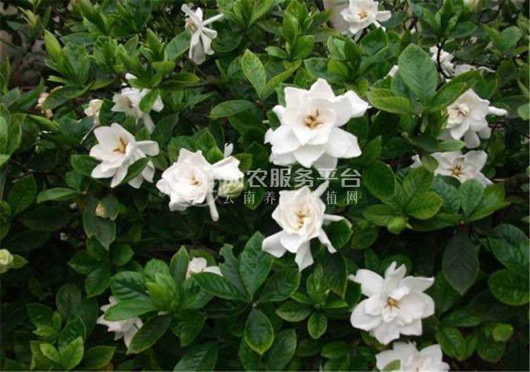丽江侄栀子花种植基地 供应量8万株图5