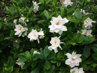 丽江侄栀子花种植基地 供应量8万株图5