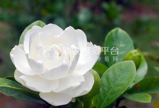 丽江侄栀子花种植基地 供应量8万株图3