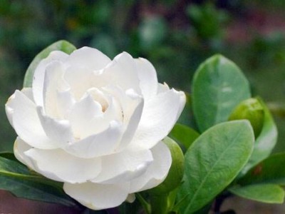 丽江侄栀子花种植基地 供应量8万株图3