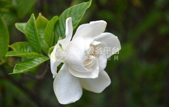 丽江侄栀子花种植基地 供应量8万株图2