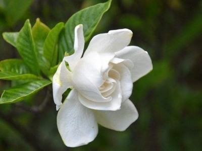 丽江侄栀子花种植基地 供应量8万株图2
