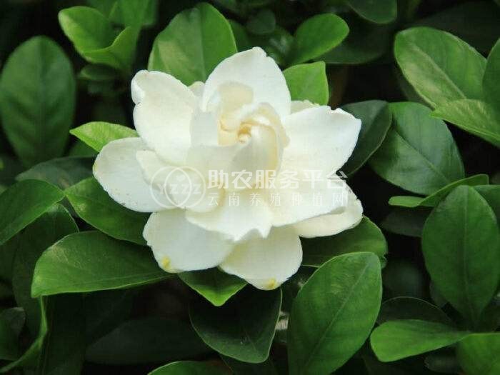 丽江侄栀子花种植基地 供应量8万株图4