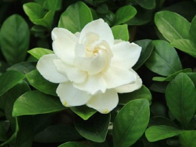 丽江侄栀子花种植基地 供应量8万株图4