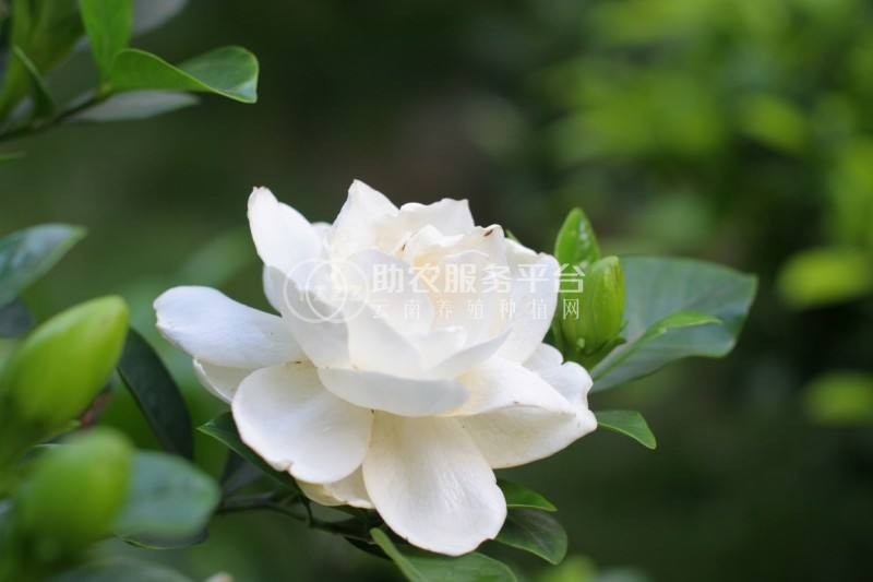 丽江侄栀子花种植基地 供应量8万株图1
