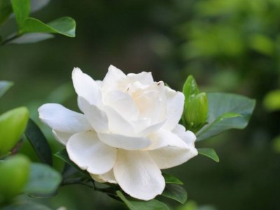 丽江侄栀子花种植基地 供应量8万株