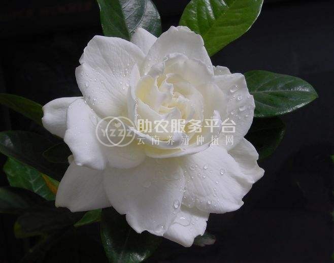 丽江侄栀子花种植基地 供应量8万株图6