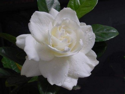 丽江侄栀子花种植基地 供应量8万株图6