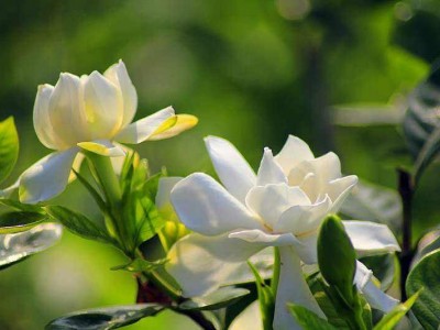 丽江侄栀子花种植基地 供应量8万株图7