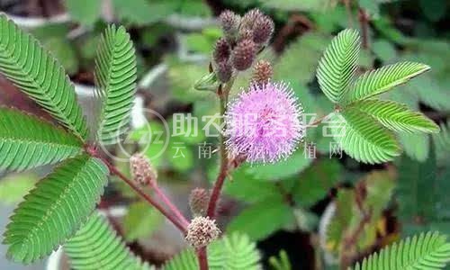 大理含羞草种植基地供应5000株图1