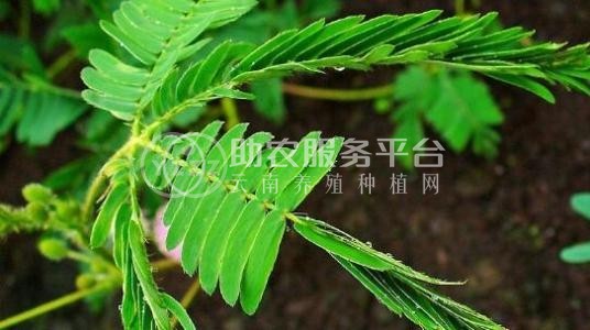 大理含羞草种植基地供应5000株图2
