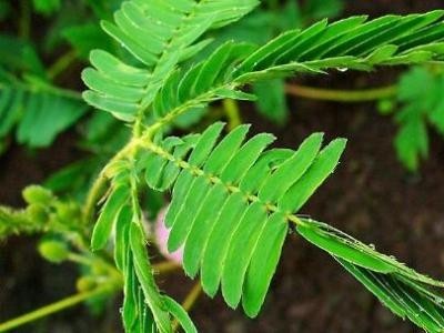 大理含羞草种植基地供应5000株图2