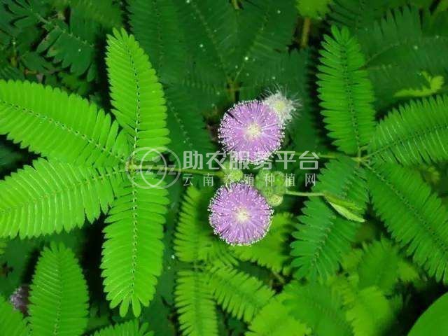 大理含羞草种植基地供应5000株图3