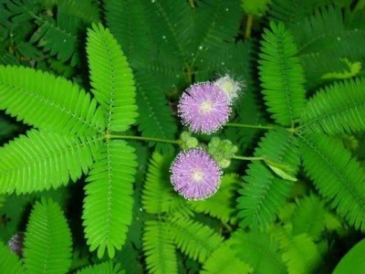 大理含羞草种植基地供应5000株图3