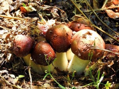 楚雄食用菌种植基地供应量7吨图3