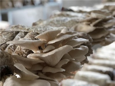 楚雄食用菌种植基地供应量7吨