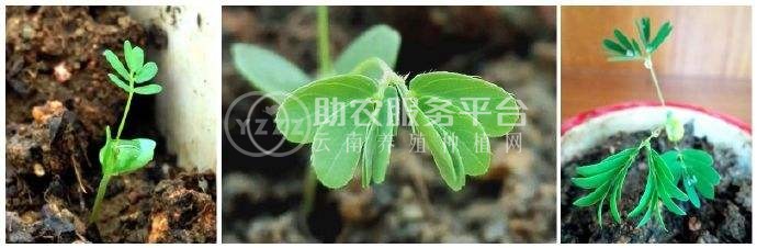 大理含羞草种植基地供应5000株图4
