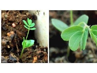 大理含羞草种植基地供应5000株图4