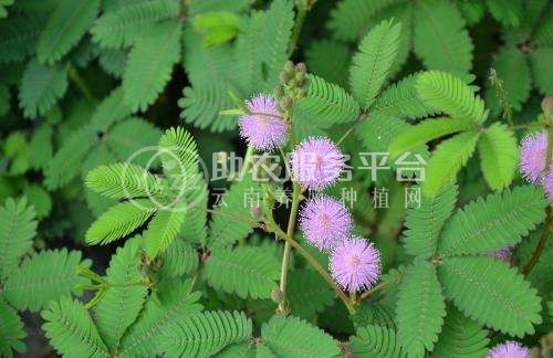 大理含羞草种植基地供应5000株图5