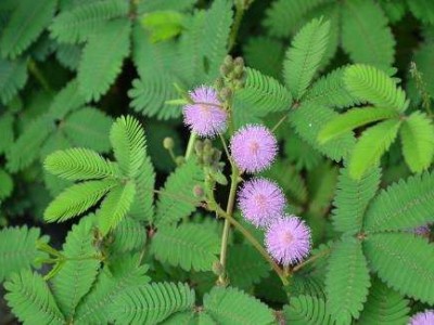 大理含羞草种植基地供应5000株图5
