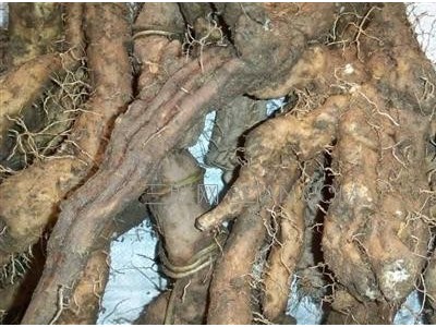 楚雄山药种植基地供应量7吨图3