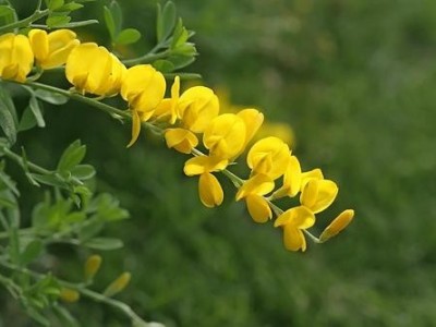 楚雄金雀花种植基地供应量8万颗
